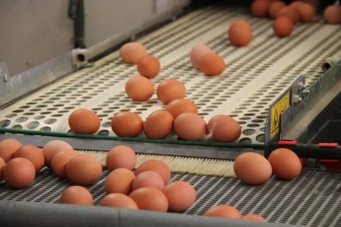 Egg Conveyor. Foto stock