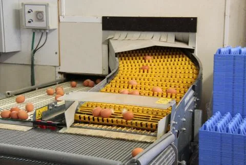 Egg Conveyor. Stock Photos