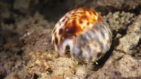 Egg cowrie shell crawling over reef sand Stock Footage 327592852