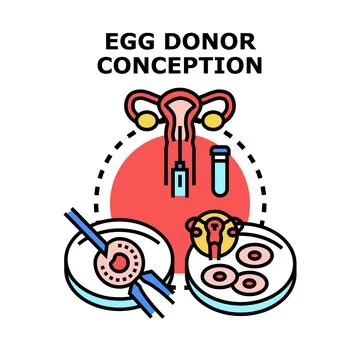 Egg donor conception process for infertility treatment 库存插图