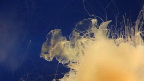 Egg Drop Jellyfish Stock Footage 75021102