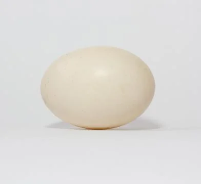Egg of a duck Stock Photos