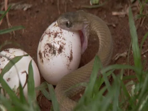 Egg eater opens its mouth wide . Vídeos de archivo 12899773