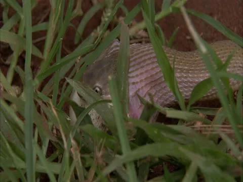 The egg eater pushing an egg in to its mouth Stock Footage 12763582