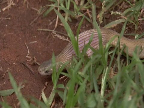 The egg eater slides off. Stock Footage 12764711