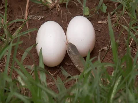 A egg eater smelling two eggs. Stock Footage 12775706