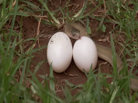 A egg eater snake and a fly Stock Footage 12761254