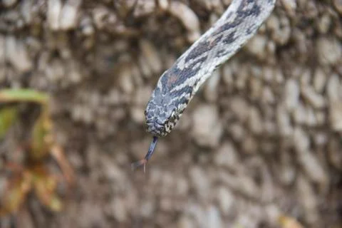 Egg eater snake 写真素材