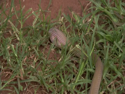 Egg-eater snake slithering through the grass Stock Footage 12903641