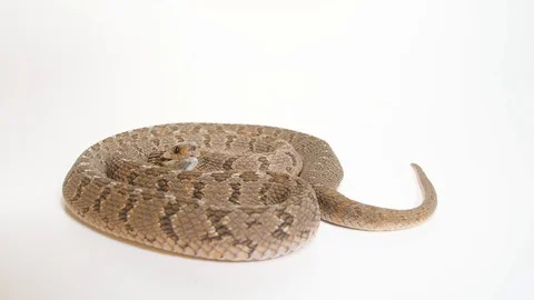 Egg Eater Snake Striking Stock Footage 88023866