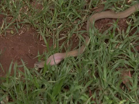 The egg eater squeezes the egg york out of the egg . Stock Footage 12778983
