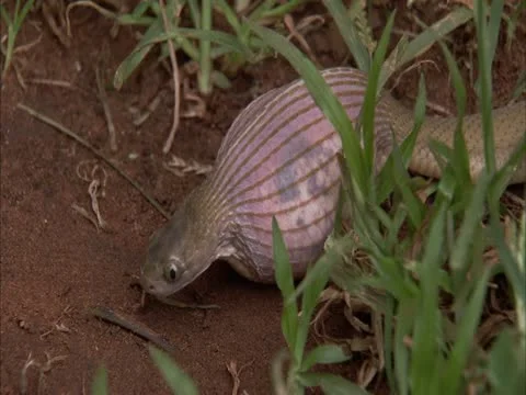The egg eater wags a bit. Stock Footage 12769585