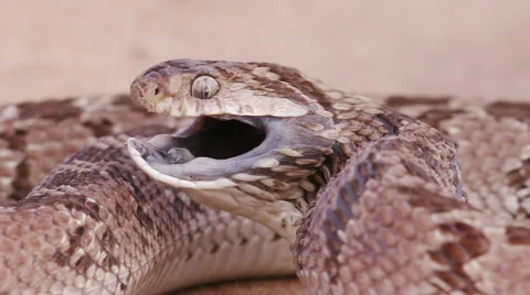 Egg eating snake in defensive posture in slow motion Stock Footage 64695040