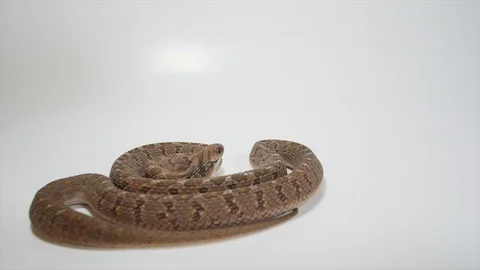Egg Eating Snake in Slow Motion Stock Footage 88015064