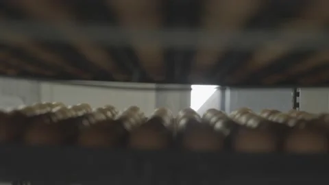 Egg Elevator in Chicken Farm Stock Footage 231503923
