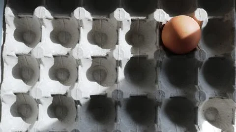 Egg in an empty carton, singular Stock Photos