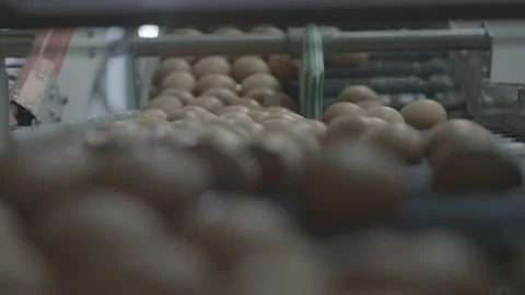 Egg Escalator Inside a Chicken Farm Stock Footage 231504430