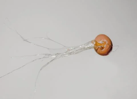 Egg exploded Stock Photos
