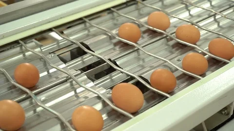 Egg factory chicken packaging Stock Footage 105272475