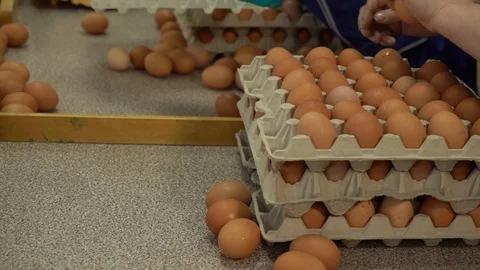 Egg factory chicken packaging Stock Footage