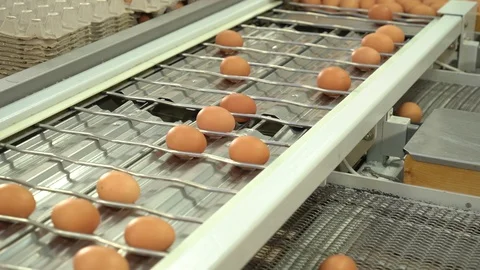 Egg factory chicken packaging Stock Footage 105272488