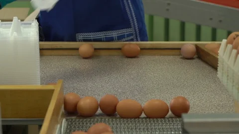 Egg factory chicken packaging Stock Footage 105272492