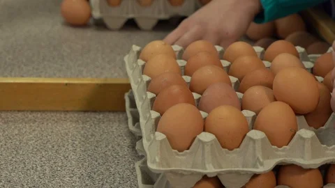 Egg factory chicken packaging Stock Footage 105272497