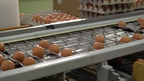 Egg factory chicken packaging Stock Footage 105272525