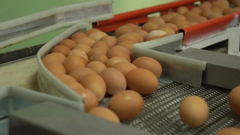 Egg factory chicken packaging Stock Footage 105272532