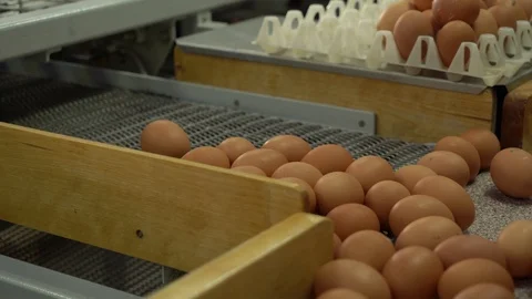 Egg factory chicken packaging Stock Footage 105272539