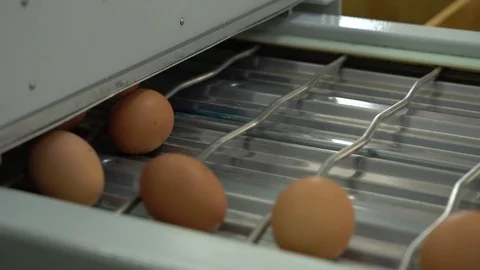 Egg factory chicken packaging Stock Footage 105272542