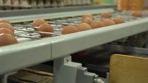Egg factory chicken packaging Stock Footage 105272553