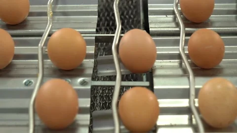 Egg factory chicken packaging Stock Footage 105272558