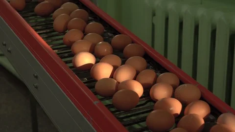 Egg factory chicken packaging Stock Footage 105272567