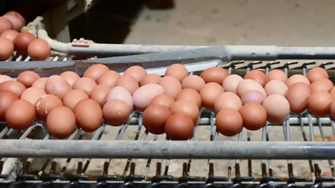 Egg factory on selecting process and grading production line with fresh eggs Stock Footage 144843042