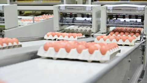 Egg factory on selecting process and grading production line with fresh eggs. Stock Footage 144866581