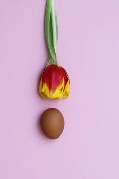 An egg falls out of a tulip. Stock Photos