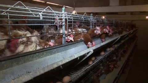 Egg farm, pan right Stock Footage 48806713