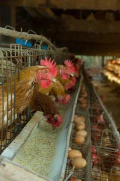 Egg farm Stock Photos