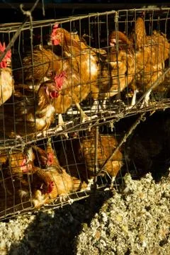 Egg farm Stock Photos