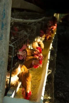 Egg farm Stock Photos