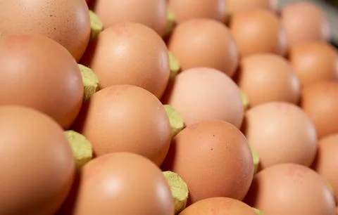 Egg farm Stock Photos