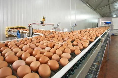 Egg farm Stock Photos