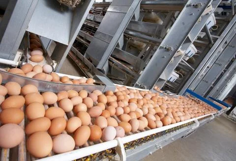 Egg farm Stock Photos