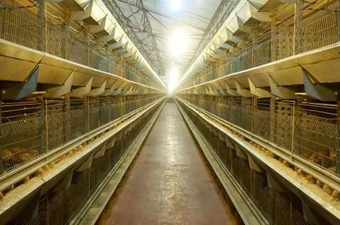 Egg farm Stock Photos