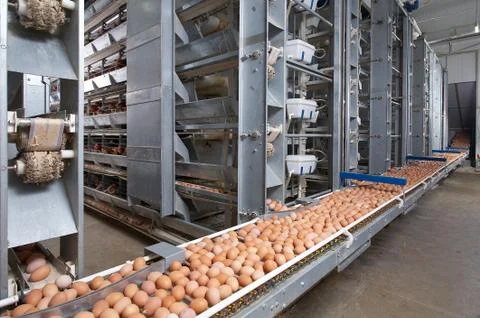 Egg farm Stock Photos