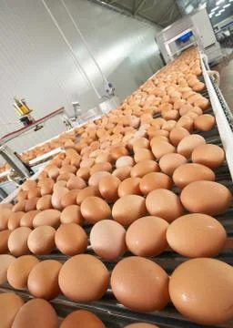 Egg farm Stock Photos