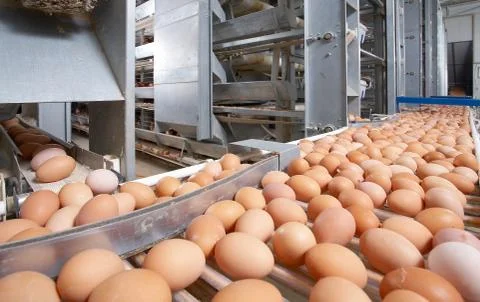 Egg farm Stock Photos