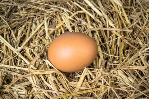 Egg in farm straw Stock Photos