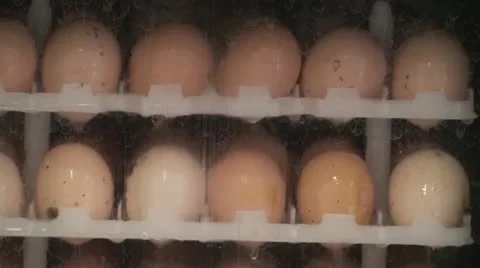Egg Farm Washing Video stock 12631766